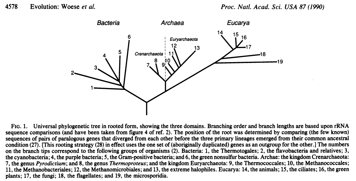 Carl Woese's Tree