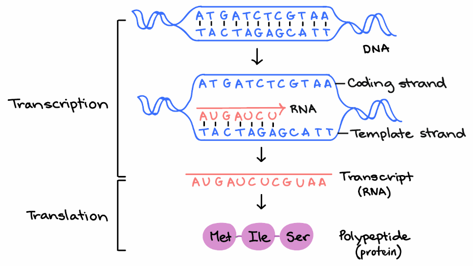 central dogma of biology, courtesy Katelyn McNair